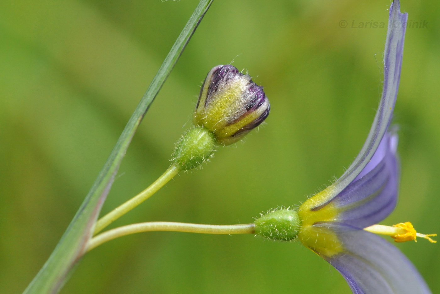 Image of Sisyrinchium septentrionale specimen.