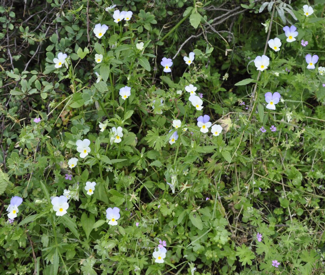 Image of Viola hymettia specimen.