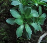 Saxifraga cartilaginea