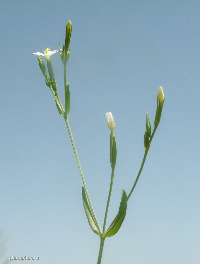 Image of Centaurium meyeri specimen.