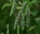 Phleum pratense