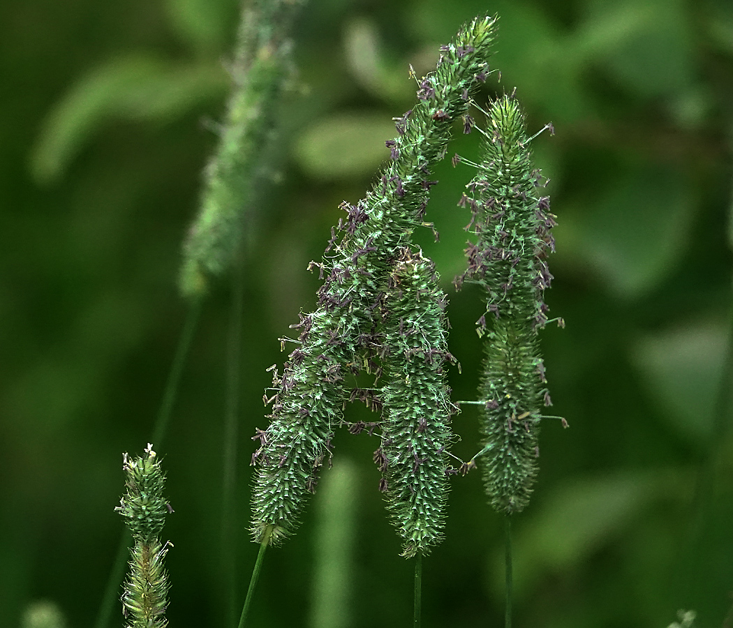 Image of Phleum pratense specimen.