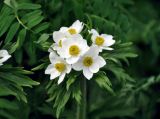 Anemonastrum fasciculatum. Цветки и присоцветный лист. Адыгея, Фишт-Оштеновский массив, перевал Гузерипльский, ≈ 1900 м н.у.м., субальпийский луг. 04.07.2017.