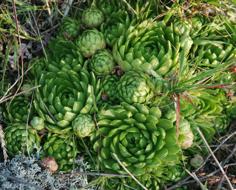 Изображение особи Jovibarba globifera.