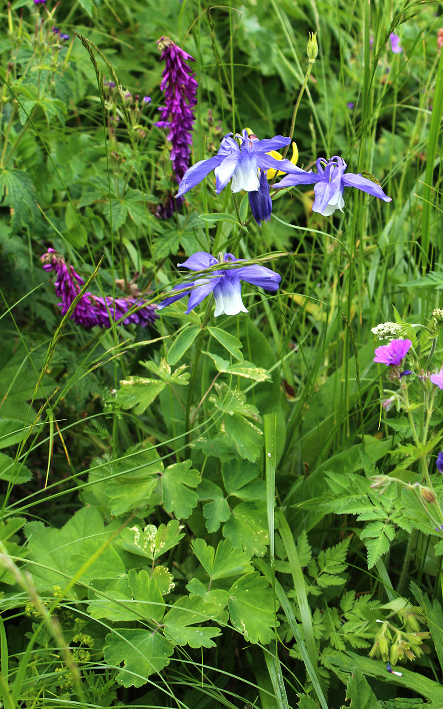 Изображение особи Aquilegia olympica.