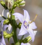 Campanula variety tomentella