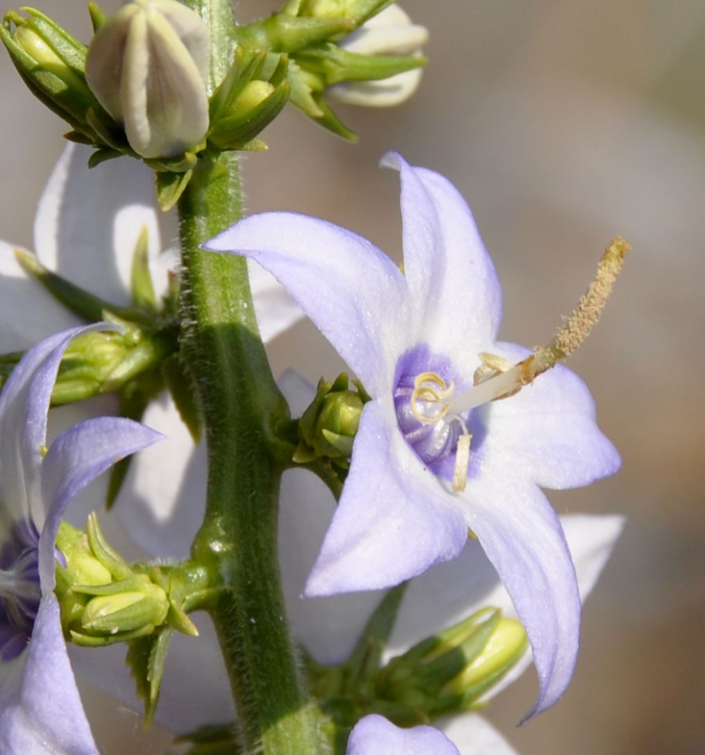 Изображение особи Campanula versicolor var. tomentella.