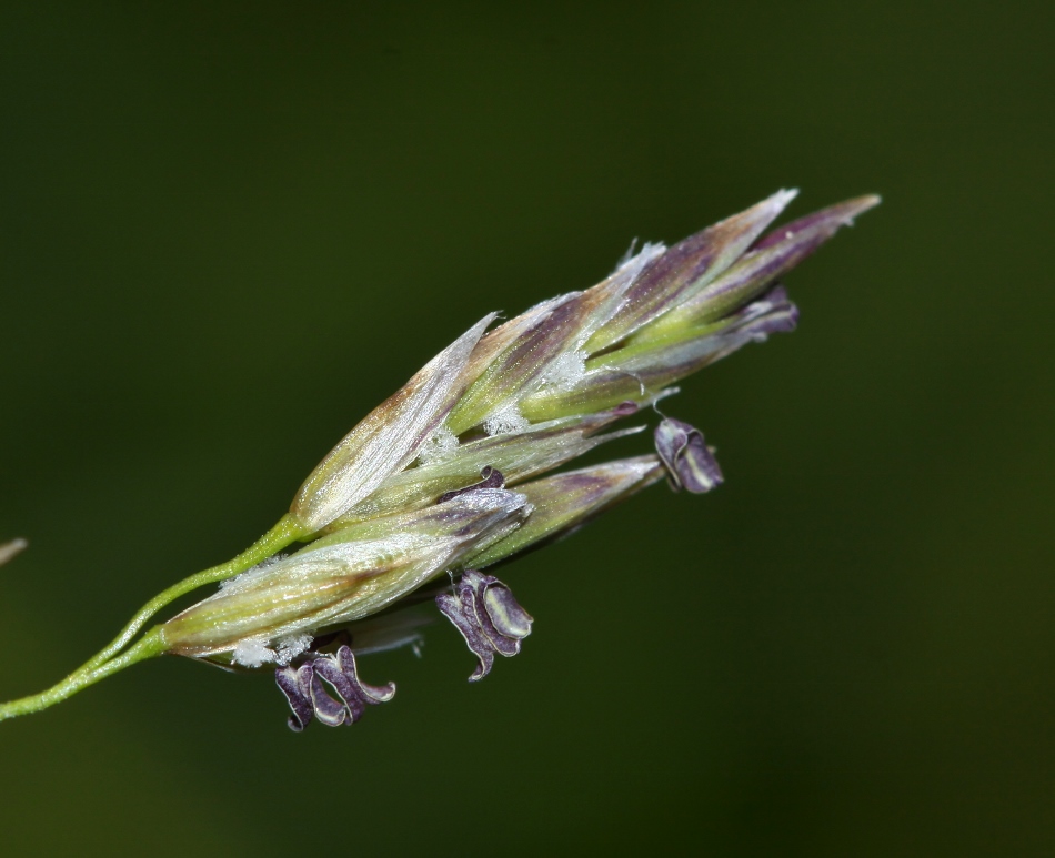 Изображение особи Glyceria spiculosa.