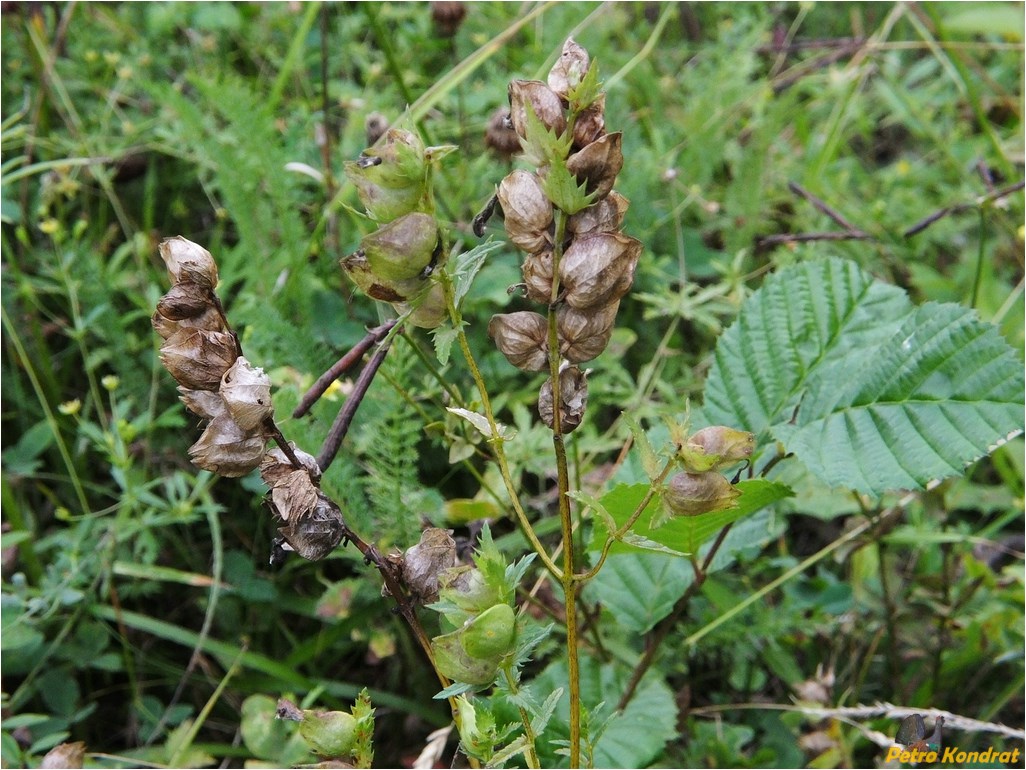 Image of Rhinanthus serotinus specimen.