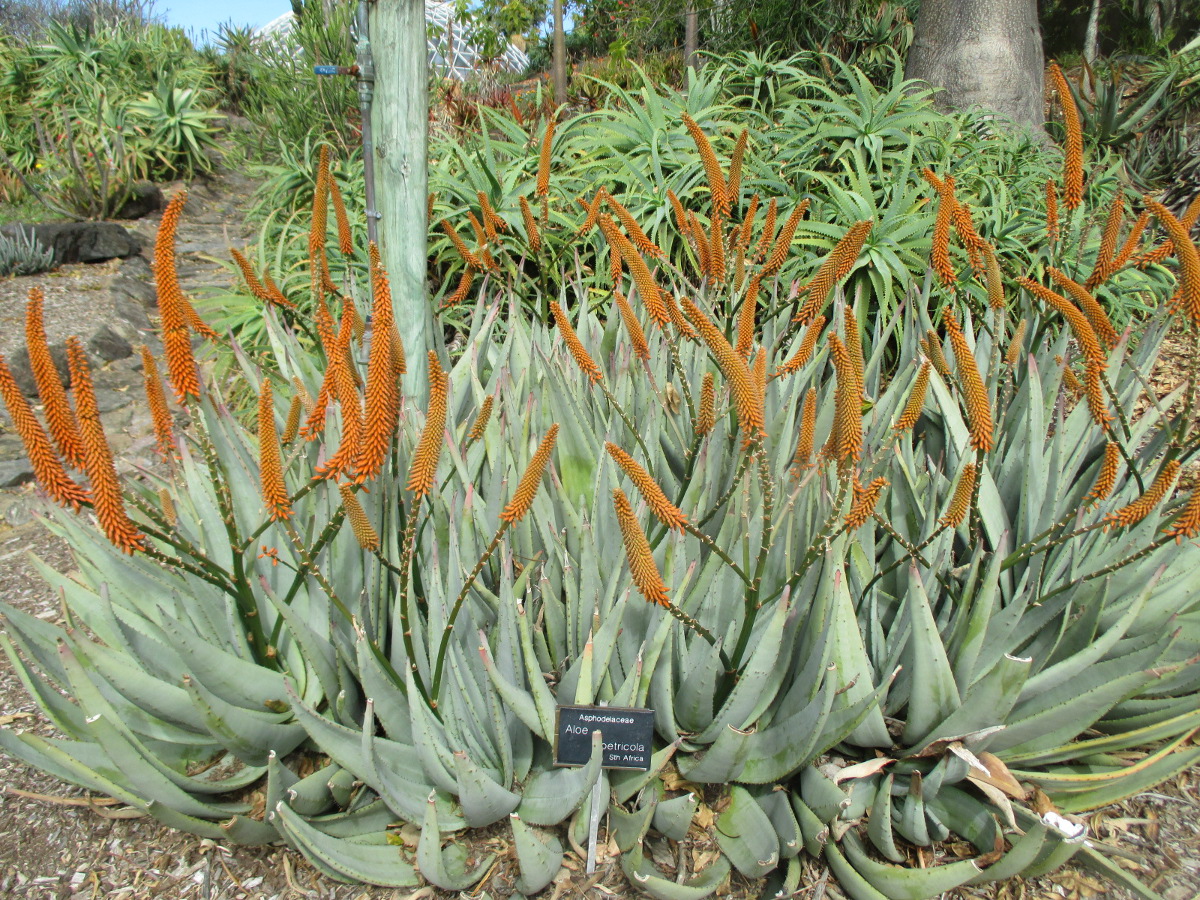 Image of Aloe petricola specimen.