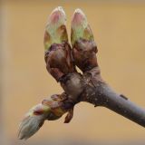 Aesculus hippocastanum. Верхушка побега с распускающимися почками. Санкт-Петербург, Старый Петергоф, парк \"Сергиевка\". 01.05.2010.