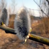 Salix caprea. Распускающаяся цветочная почка. Чувашия, окр. г. Шумерля, пойма р. Паланка. 6 апреля 2008 г.