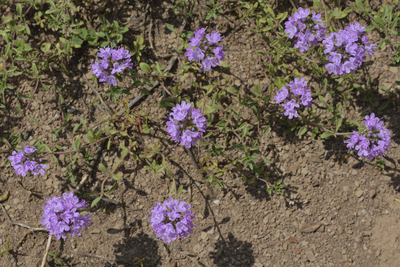 Image of Thymus talijevii specimen.