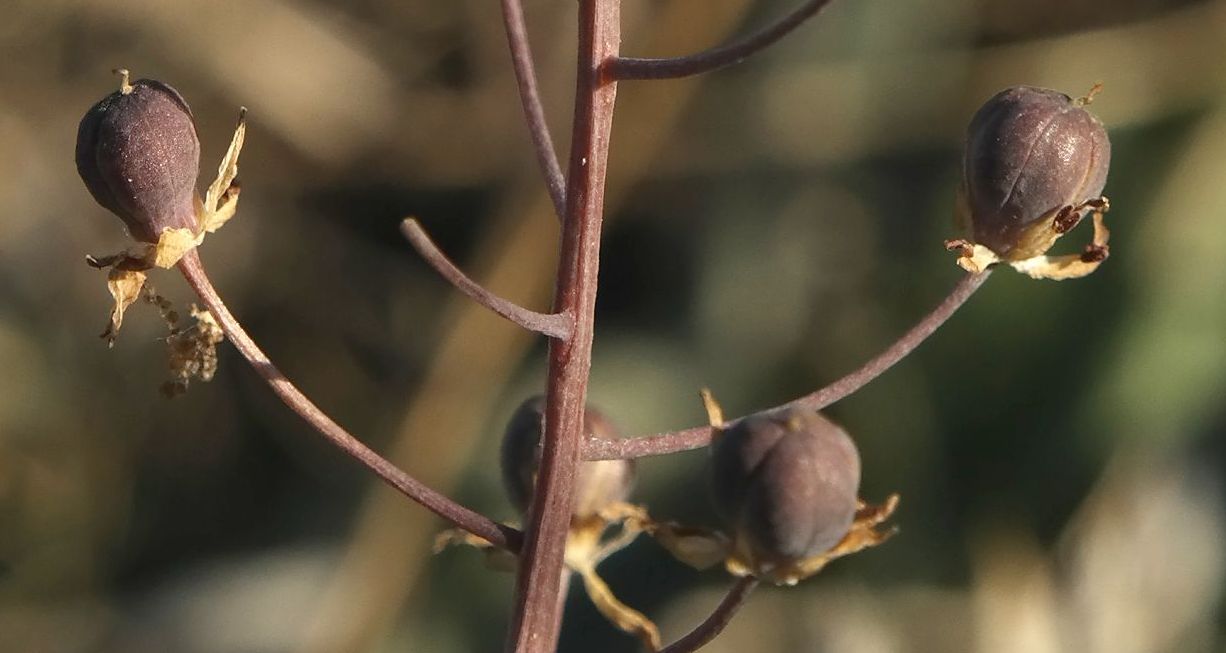 Image of Prospero autumnale specimen.