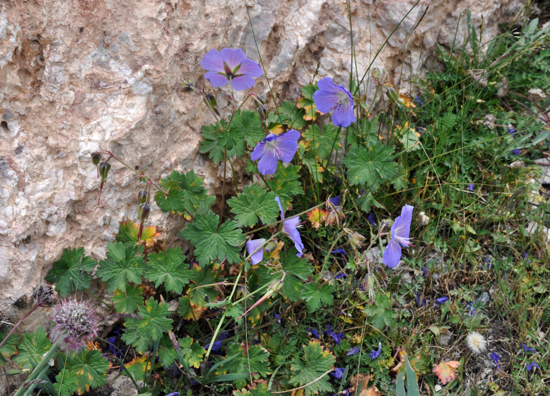 Image of Geranium regelii specimen.