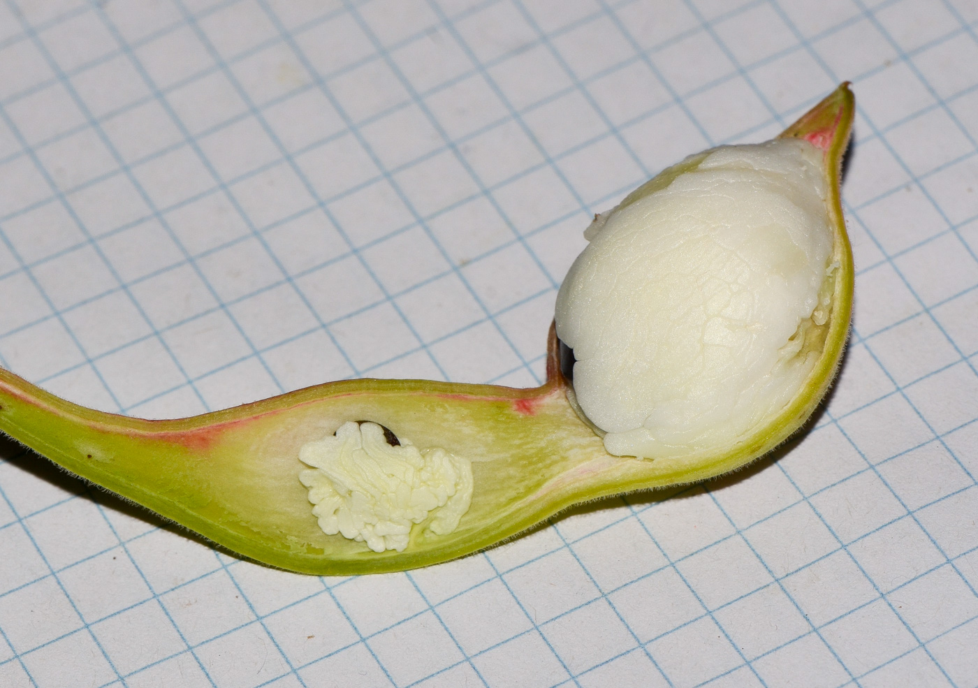 Изображение особи Pithecellobium dulce.