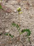 Astragalus hamosus