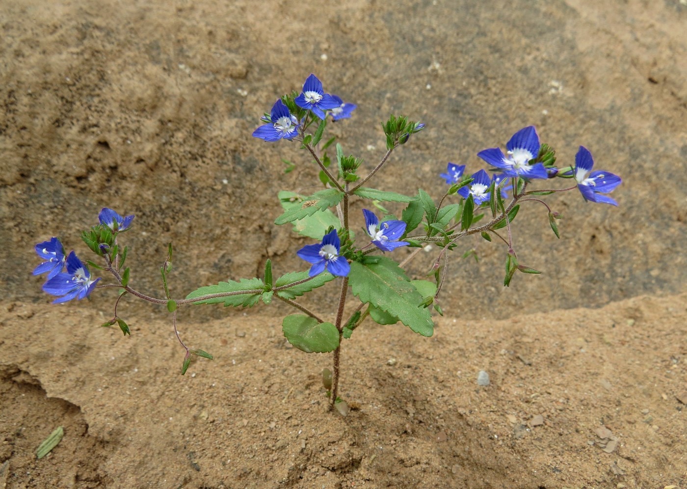 Image of Veronica ramosissima specimen.