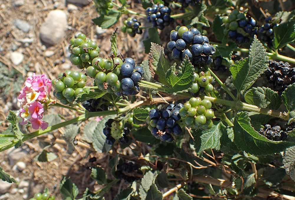 Изображение особи Lantana camara.