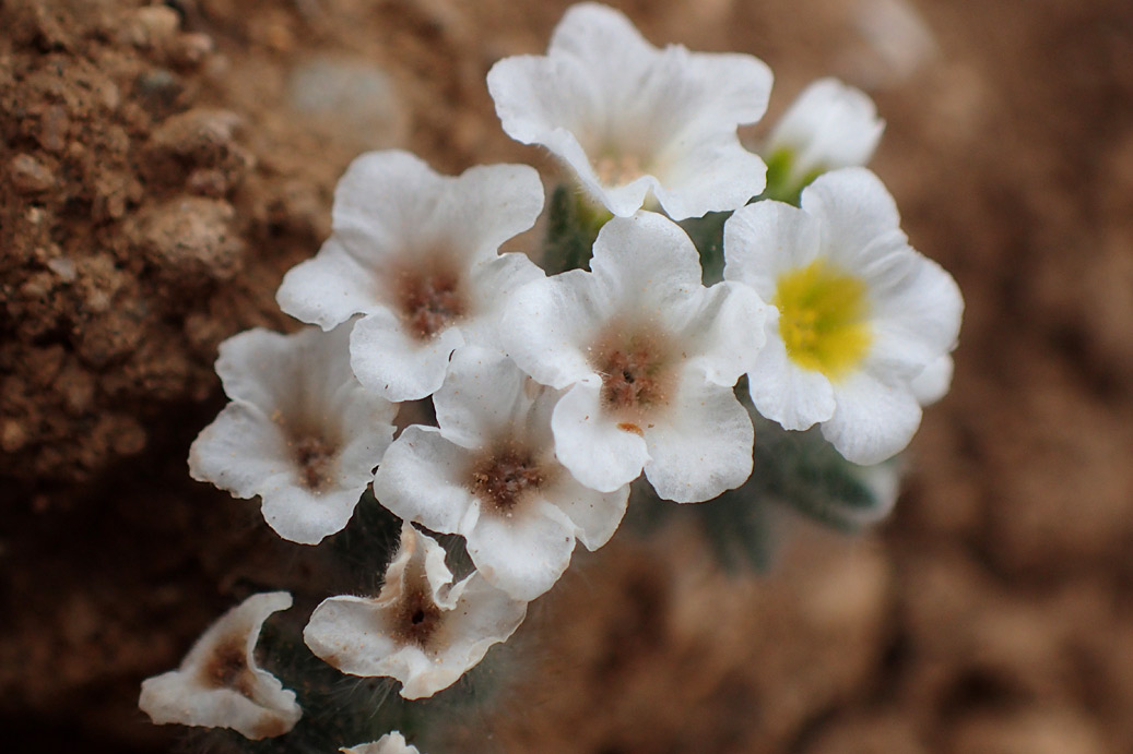 Изображение особи Heliotropium hirsutissimum.