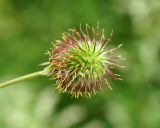 Geum aleppicum