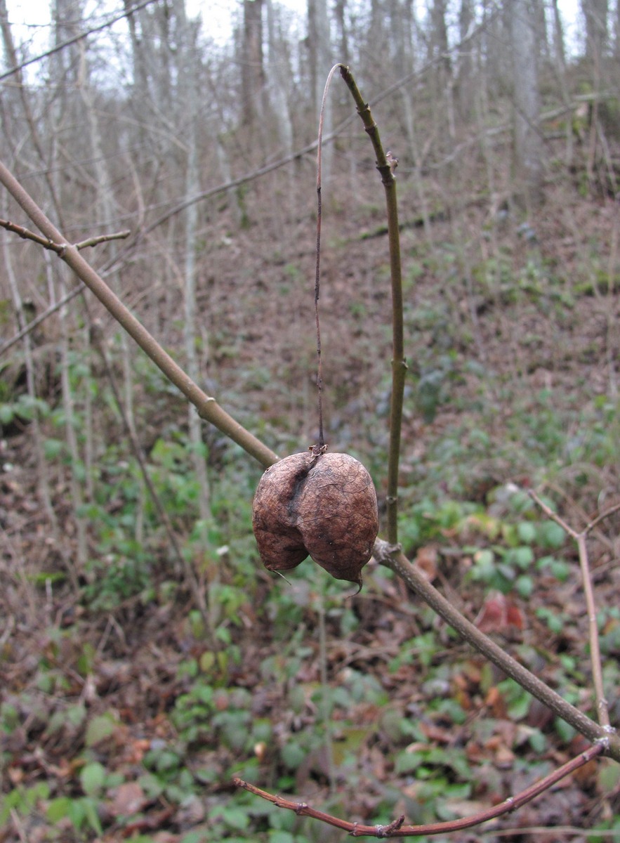 Image of Staphylea pinnata specimen.