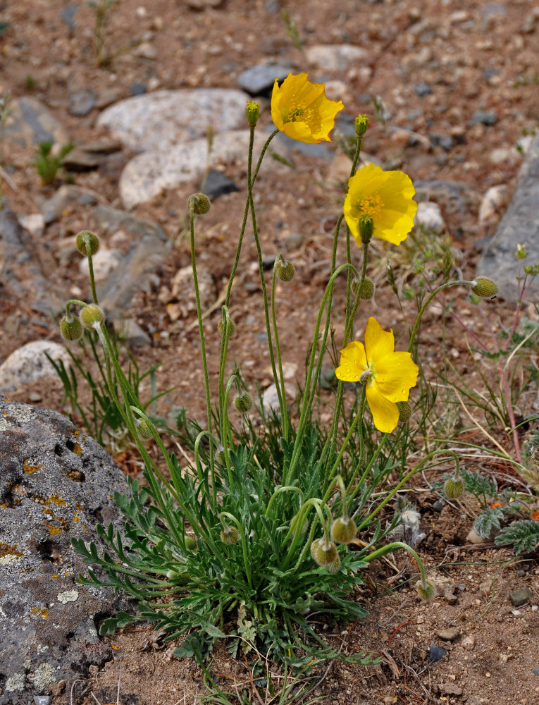 Изображение особи Papaver rubro-aurantiacum.