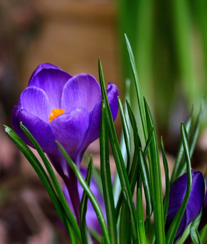 Изображение особи Crocus vernus.