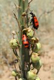 Eremurus inderiensis. Часть цветоноса с незрелыми плодами и питающимися жуками-нарывниками. Казахстан, Алматинская обл., возле вдхр. Капчагай. 04.06.2013.