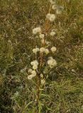 Hieracium umbellatum. Средняя и нижняя части созревшего соплодия. Восточный Казахстан, г. Усть-Каменогорск, правый берег р. Иртыш, высыхающая часть заболоченного луга. 30.08.2017.