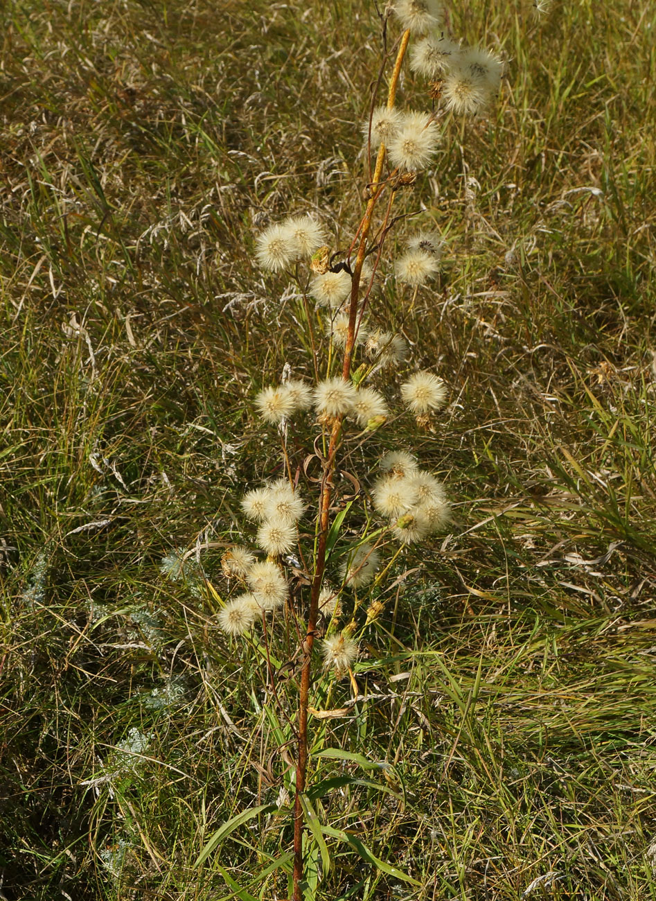 Image of Hieracium umbellatum specimen.