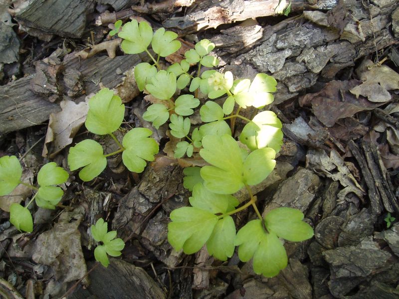Image of Adoxa moschatellina specimen.