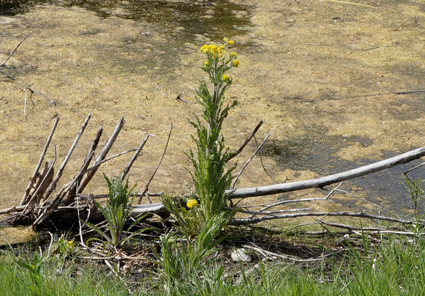 Image of Tephroseris palustris specimen.