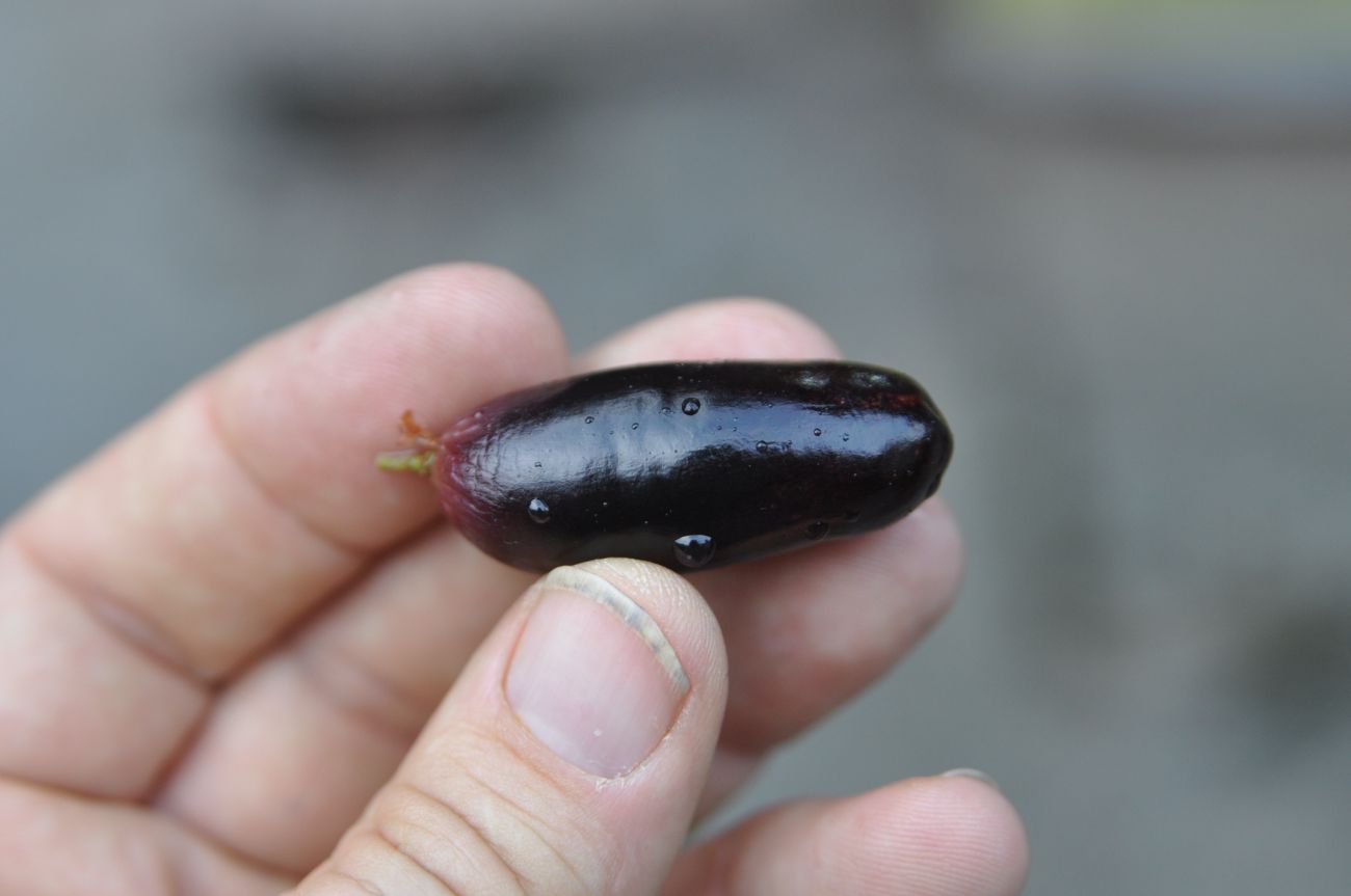 Image of Plinia cauliflora specimen.