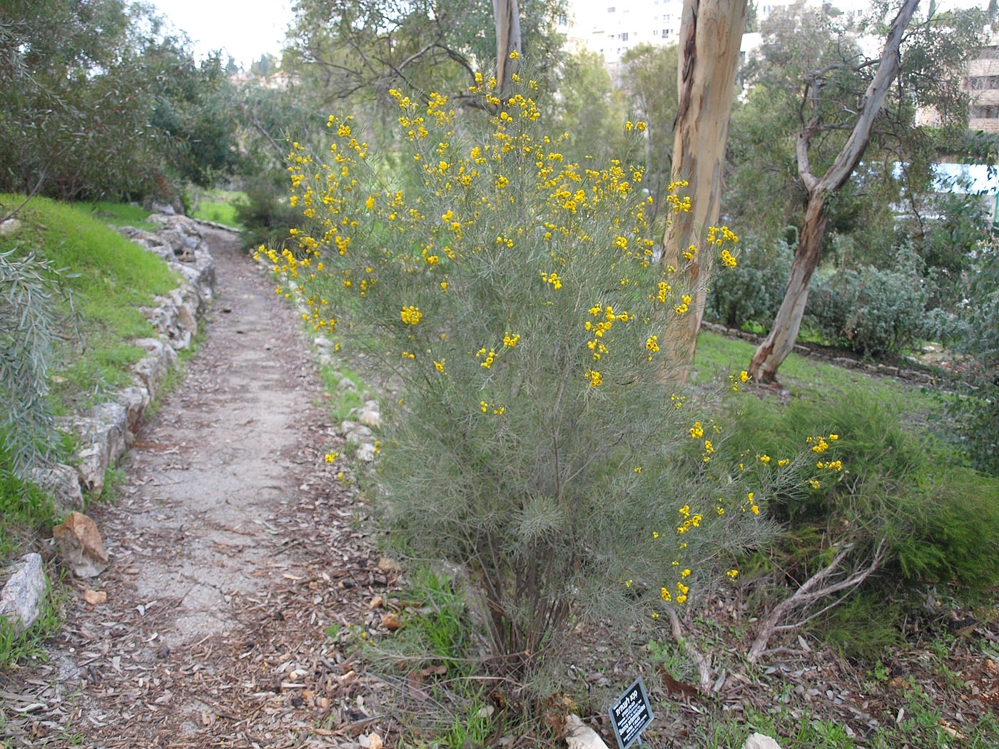 Image of Senna artemisioides specimen.