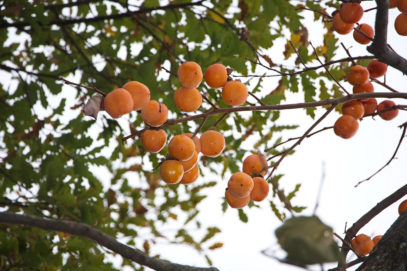 Изображение особи Diospyros kaki.