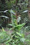 Heliconia aemygdiana