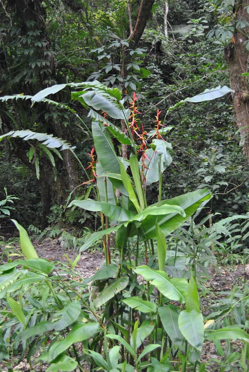 Image of Heliconia aemygdiana specimen.