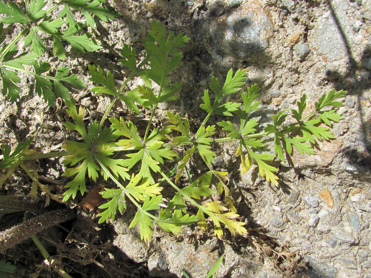 Image of Seseli libanotis specimen.