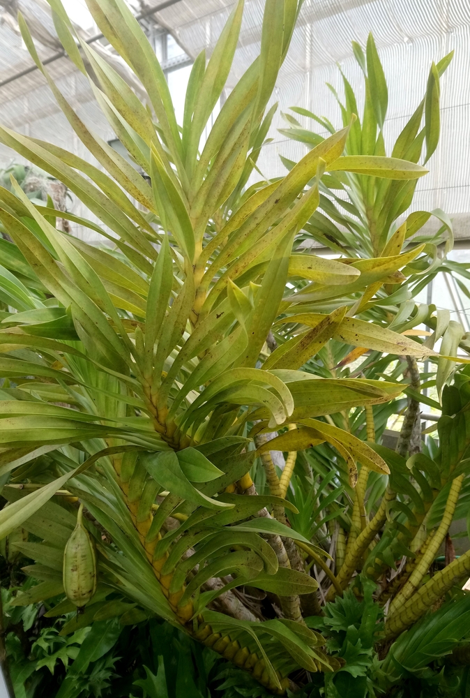 Image of Grammatophyllum speciosum specimen.