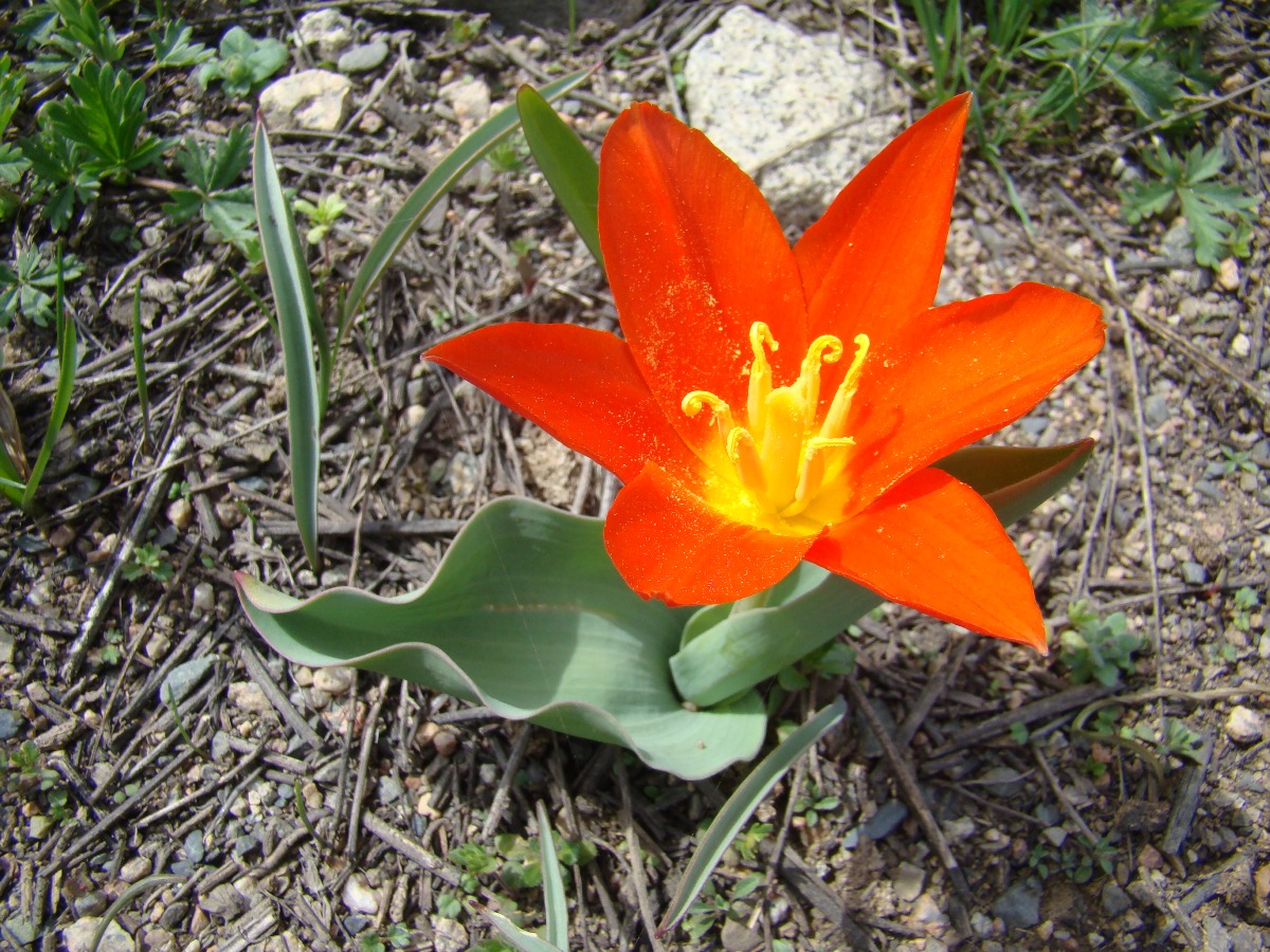 Изображение особи Tulipa kaufmanniana.