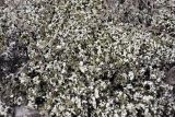 Cladonia foliacea