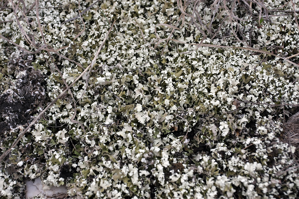 Image of Cladonia foliacea specimen.