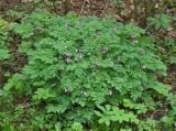 Dicentra formosa