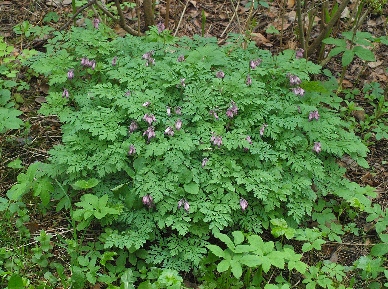 Изображение особи Dicentra formosa.