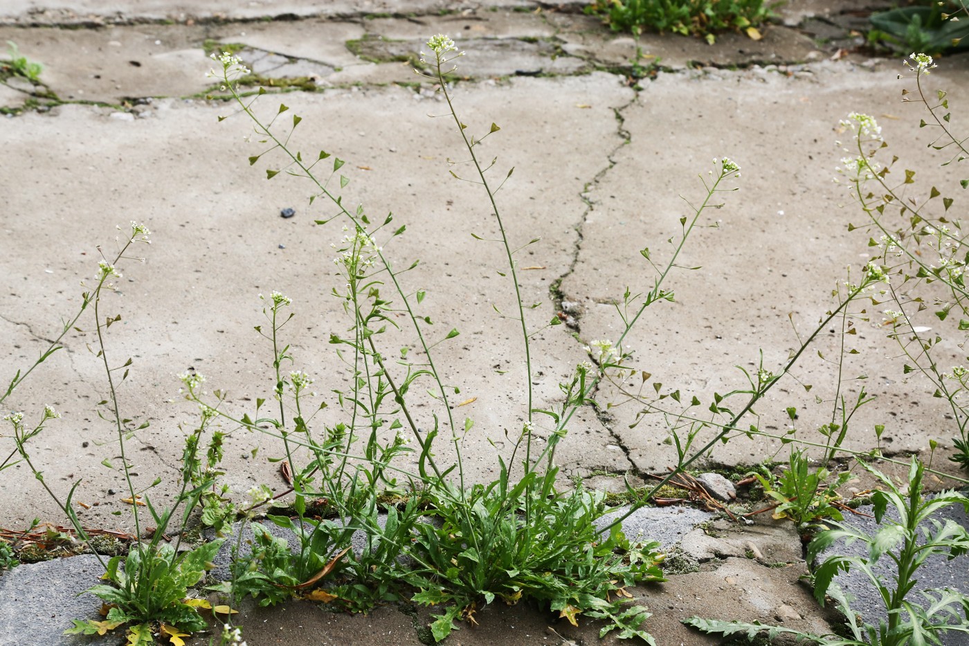 Изображение особи Capsella bursa-pastoris.