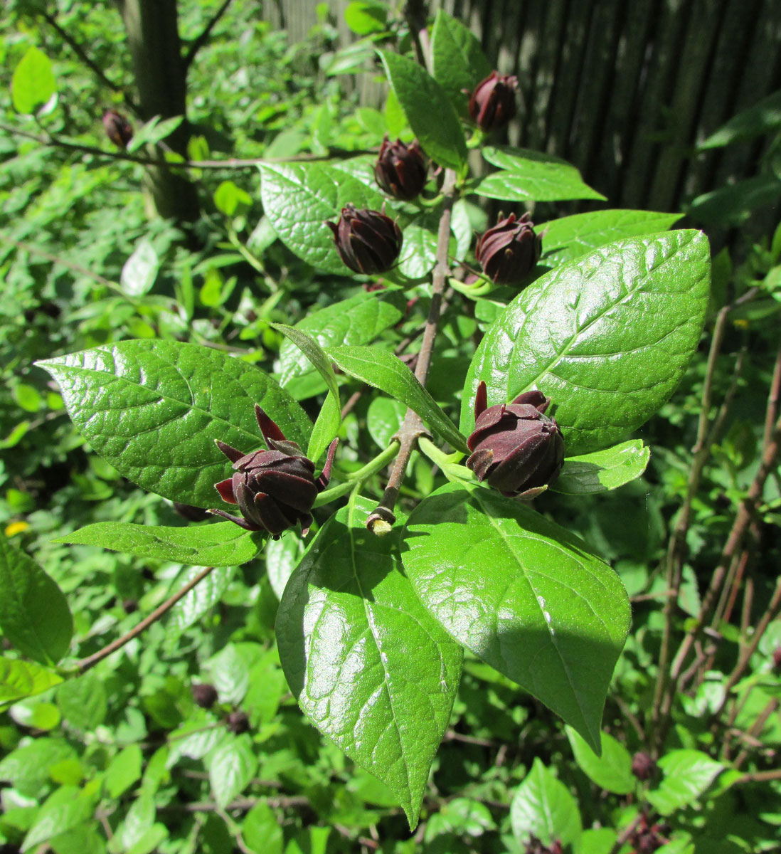 Изображение особи Calycanthus floridus.