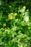 род Ranunculus