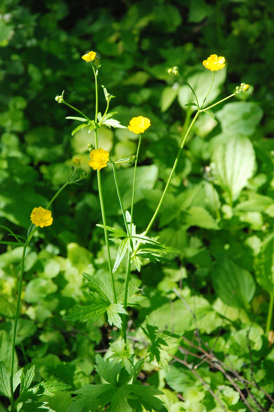 Изображение особи род Ranunculus.