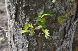 Gleditsia triacanthos. Часть ствола с молодыми побегами с развивающимися соцветиями. Республика Адыгея, территория Свято-Михайловского монастыря. 30.04.2018.